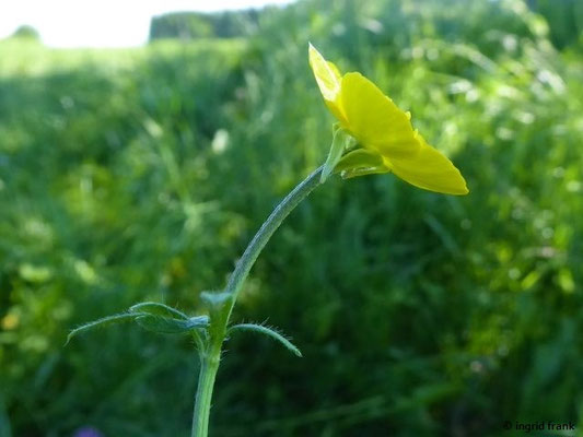 Ranunculus bulbosus / Knolliger Hahnenfuß    IV-V(-VII)
