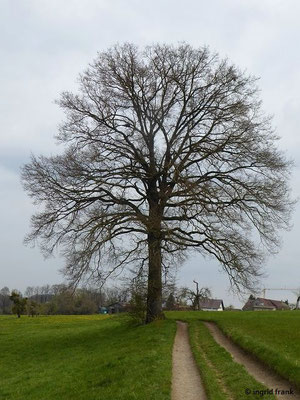 Quercus rubra / Rot-Eiche   (22.04.2023; Köpfingen, am Rand des Bodenseebeckens)