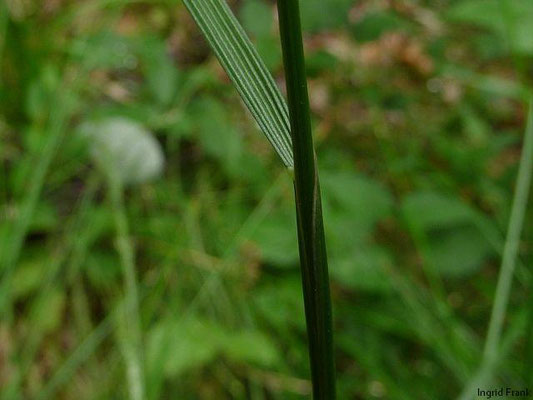 Deschampsia cespitosa / Rasen-Schmiele