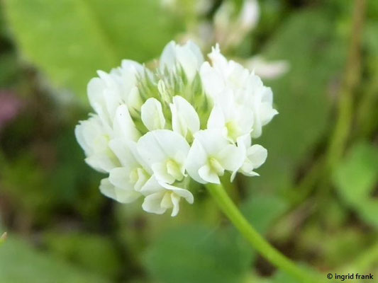 Trifolium nigrescens / Schwarzwerdender Klee (Italien)    III-VI