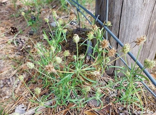 Plantago arenaria / Sand-Wegerich    VI-IX