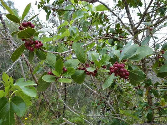 Rhamnus alaternus / Immergrüner Kreuzdorn    (01.05.2019; Italien, Toskana, Halbinsel Monte Argentario)