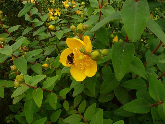 Hypericum grandifolium / Großblättriges Johanniskraut (11.06.2016; Botanischer Garten Universität Heidelberg