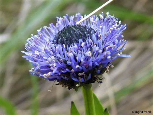 Globularia bisnagarica / Gewöhnliche Kugelblume    (01.05.2019; Italien, Toskana, Halbinsel Monte Argentario)