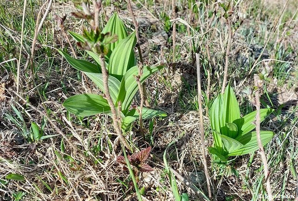 Veratrum album / Weißer Germer (13.05.2026; Trentino, Valsugana)