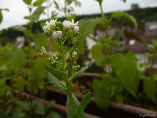 Thlaspi spec. (6 Arten)
