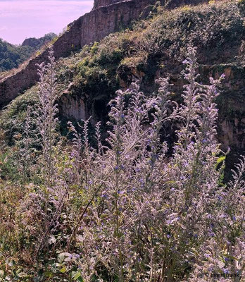Echium vulgare / Gewöhnlicher Natternkopf   (17.08.2023; Ruine Schauenburg bei Dossenheim)