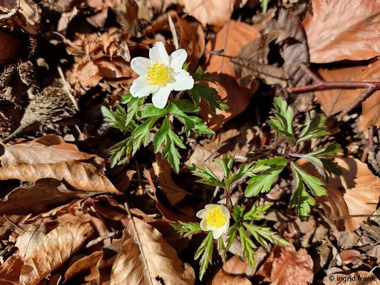 03.03.2024, Weingarten, Waldweg zum Russenfriedhof: Anemone nemorosa / Busch-Windröschen