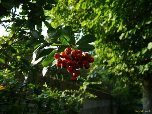 Sorbus aria - Gewöhnliche Mehlbeere    V-VI