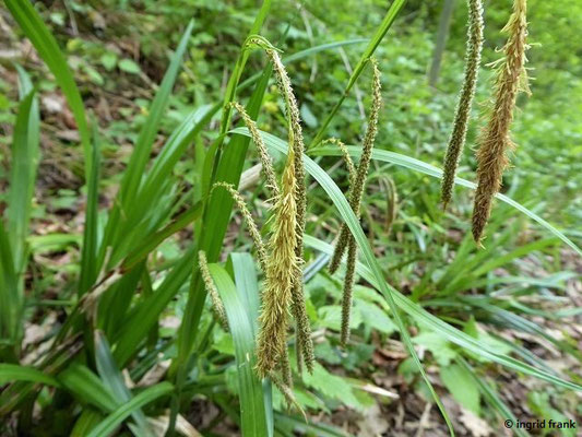 Carex pendula / Hänge-Segge    (18.05.2018; Schmalegger Tobel / Oberschwäbisches Hügelland)