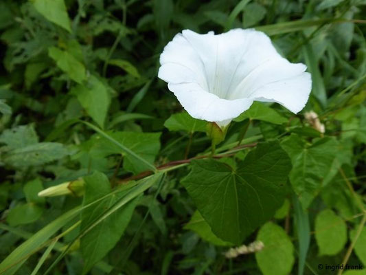 Calystegia sepium / Echte Zaunwinde; verschleppt nach Amerika, Australien und Neuseeland