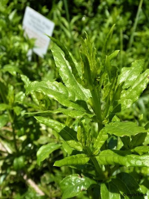 Rubia tinctorum / Echte Färberröte, Krapp (Kräutergarten Kloster Inzigkofen)    VI-VIII