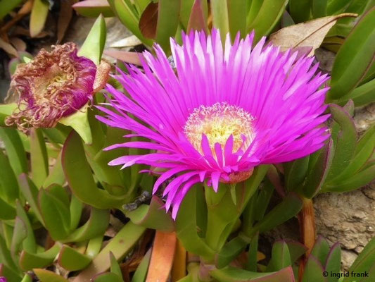 Carpobrotus acinaciformis / Rote Mittagsblume    (01.05.2019; Italien, Toskana, Halbinsel Monte Argentario)
