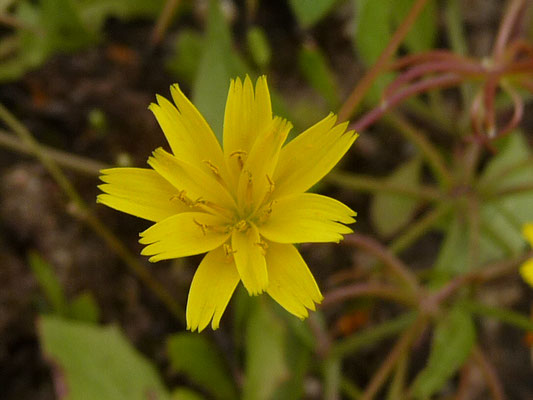 Rhagadiolus stellatus - Stern-Lattich