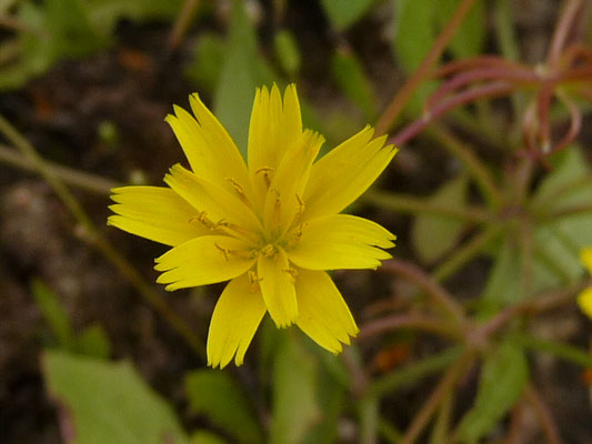 Rhagadiolus stellatus - Stern-Lattich
