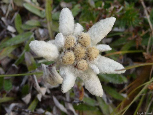 Leontopodium alpinum / Alpen-Edelweiß