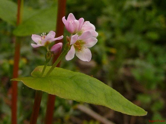 Fagopyrum spec. (8 Arten)