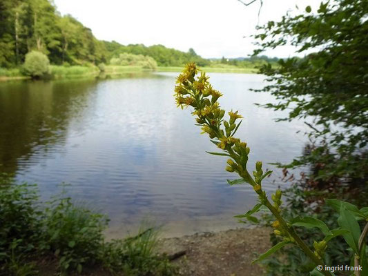 Solidago virgaurea - Gewöhnliche Goldrute