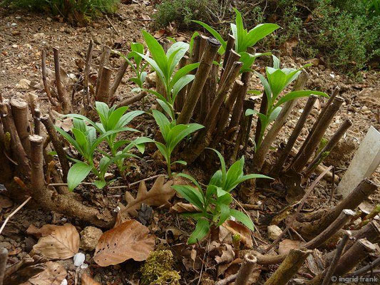 Glycyrrhiza glabra - Süßholz