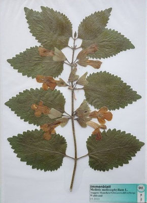 Melittis melissophyllum / Immenblatt   (05/2010; Auggen-Mauchen, Schwarzwaldvorberge, Waldrand)  (Herbarium Dr. Wolf von Thun)