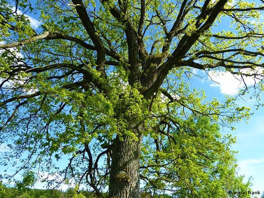 Platz 42: Stiel-Eiche / Quercus robur   (nachgewiesen in 1106 der 1161 Kartierquadranten)