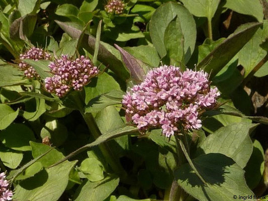 Valeriana tripteris / Stein-Baldrian