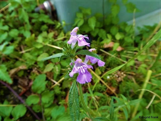 Galeopsis ladanum / Acker-Hohlzahn    VI-X