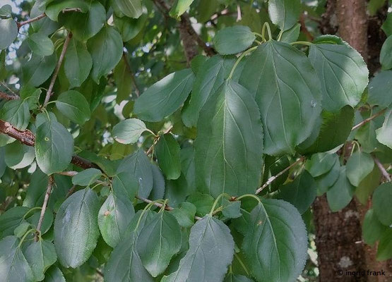 Rhamnus cathartica / Purgier-Kreuzdorn