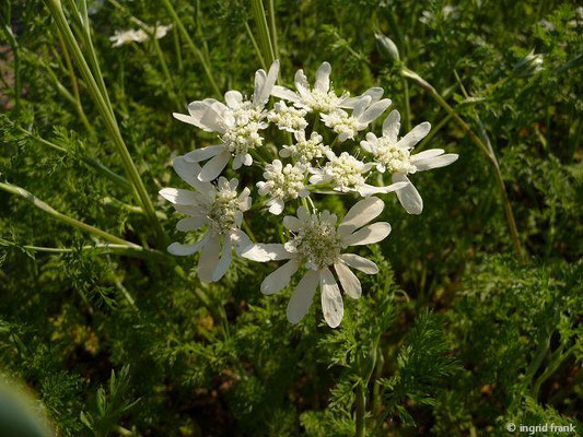 Orlaya grandiflora / Strahlen-Breitsame (30.04.2014; Botanischer Garten Berlin)