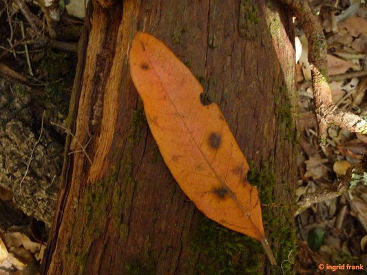 Persea indica / Indische Persea, "Rattenlorbeer"