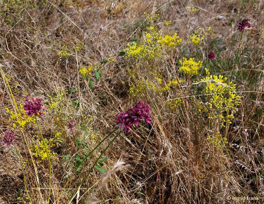 Allium sphaerocephalon / Kugelköpfiger Lauch