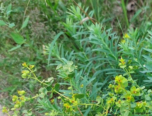 Euphorbia seguieriana / Steppen-Wolfsmilch