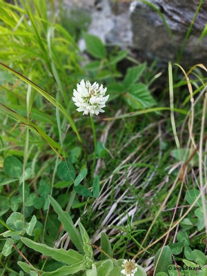 Trifolium repens / Weiß-Klee  (29.06.2024; Steiermark, Schladming, Panoramaweg Planai)