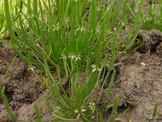 Myosurus minimus / Mäuseschwänzchen (Botanischer Garten Berlin)    IV-V(-VI)