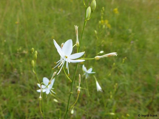 Anthericum ramosum / Ästige Graslilie