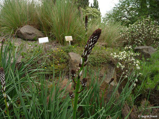 Asphodelus albus / Weisser Affodill  (Botanischer Garten Berlin)