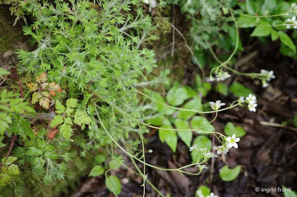 Saxifraga rosacea / Rosenblütiger Steinbrech, Rasen-Steinbrech
