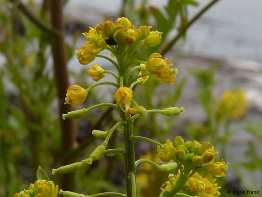 Rorippa palustris / Gewöhnliche Sumpfkresse    VI-IX