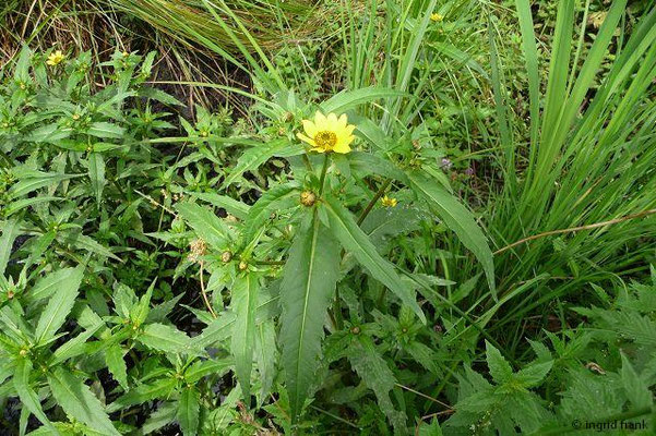 Bidens cernua / Nickender Zweizahn