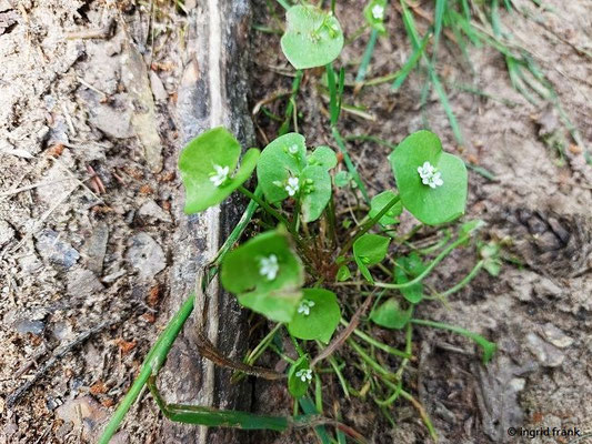 Claytonia perfoliata / Tellerkraut, Kubaspinat