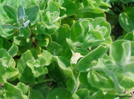 Kickxia spuria / Eiblättirges Tännelkraut  (19.06.2026; Botanischer Garten der Universität Ulm)