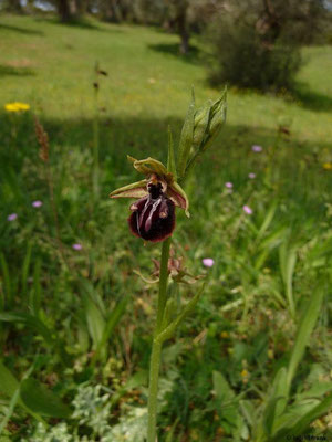 Ophrys - Ragwurz