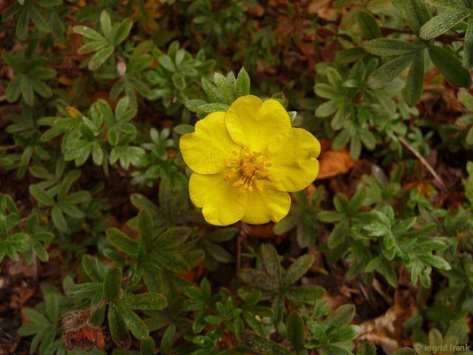 Dasiphora fruticosa - Gewöhnliches Strauchfingerkraut