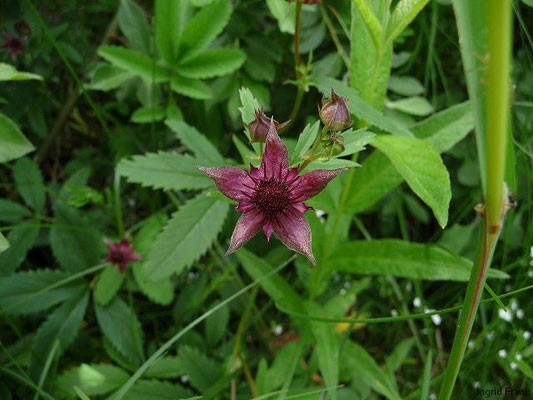 Comarum palustre / Sumpf-Blutauge   (12.06.2011; Blitzenreuterseenplatte, Häcklerweiherried)