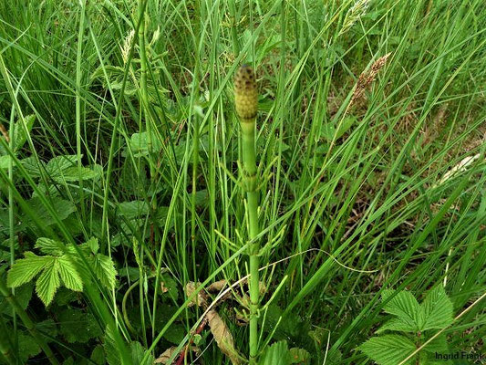 Equisetum fluviatile / Teich-Schachtelhalm    V-VI
