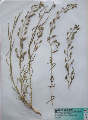 Thesium pyrenaicum / Pyrenäen-Leinblatt    VI-VII    (Herbarium Dr. Wolf von Thun)