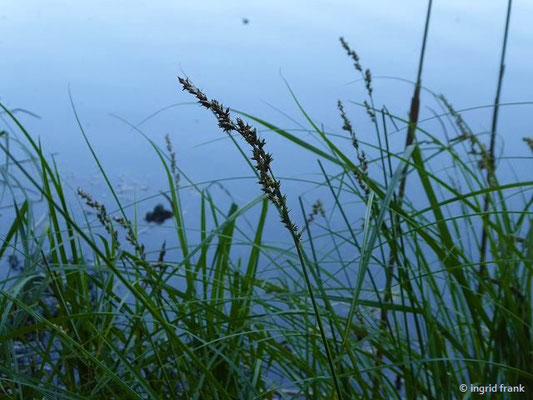 Carex paniculata / Rispen-Segge