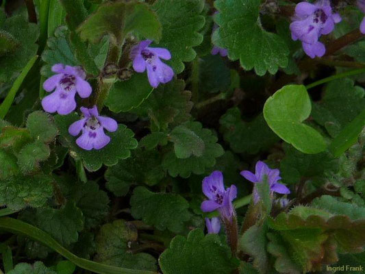 FÜR VIEH GIFTIG:  Gewöhnlicher Gundermann / Glechoma hederacea;  Familie: Lippenblütengewächse / Lamiaceae