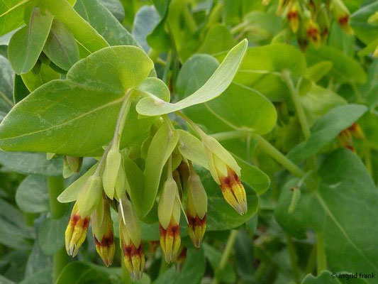 Cerinthe minor / Kleine Wachsblume (Botanischer Garten Berlin)    V-VII