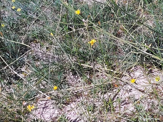 Chondrilla juncea / Großer Knorpellattich    VII-IX  (10.08.2023; Botanischer Garten Frankfurt am Main)
